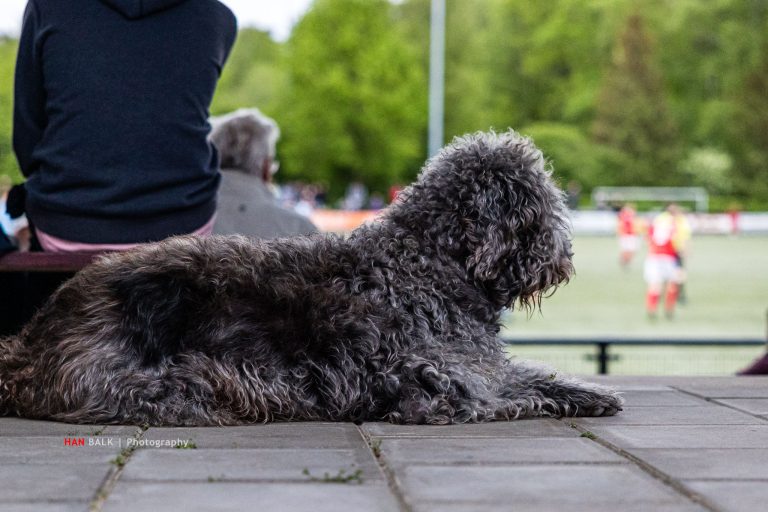 Han Balk Dieren Cuijk