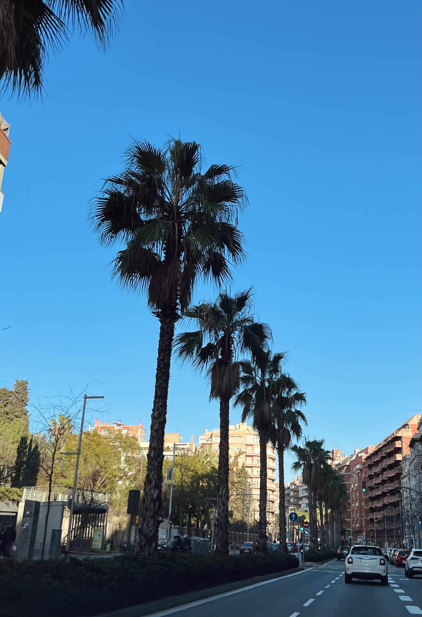 Girona FC: volkse koploper in Spanje